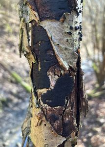Korovitka popraskaná  - Diatrype decorticata (Pers.) Rappaz