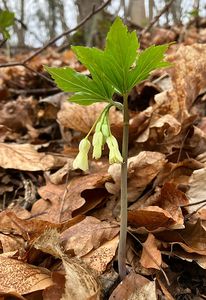 Kyčelnice devítilistá (Dentaria enneaphyllos)
