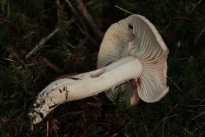 Šťavnatka načervenalá - Hygrophorus erubescens (Fr.) Fr.