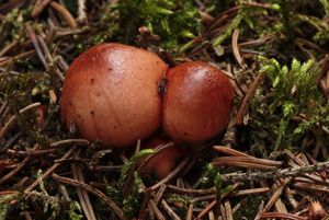 Šťavnatka načervenalá - Hygrophorus erubescens (Fr.) Fr.
