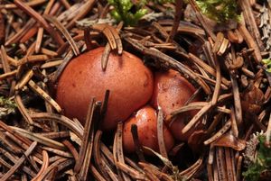 Šťavnatka načervenalá - Hygrophorus erubescens (Fr.) Fr.