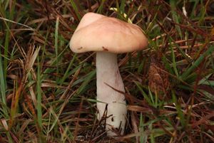 Šťavnatka načervenalá - Hygrophorus erubescens (Fr.) Fr.