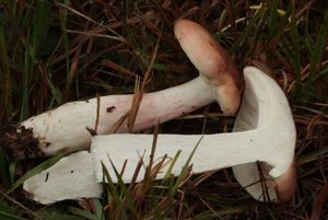 Šťavnatka načervenalá - Hygrophorus erubescens (Fr.) Fr.