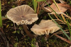 Ronivka Moserova - Hydropus moserianus Bas