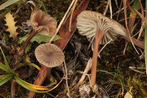 Ronivka Moserova - Hydropus moserianus Bas