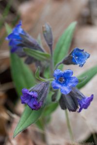 Plicník úzkolistý (Pulmonaria angustifolia)
