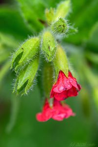 Plicník červený (Pulmonaria rubra)