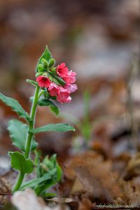 Plicník červený (Pulmonaria rubra)
