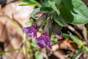 Plicník tmavý (Pulmonaria obscura)