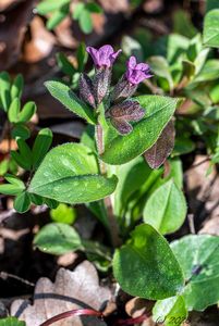 Plicník tmavý (Pulmonaria obscura)