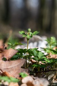 Pižmovka mošusová (Adoxa moschatellina L.)