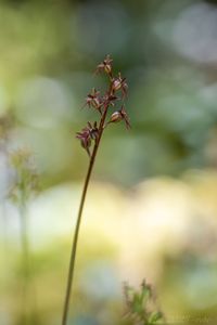 Bradáček srdčitý (Listera cordata)