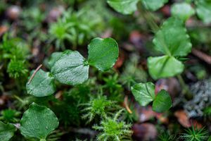 Bradáček srdčitý (Listera cordata)