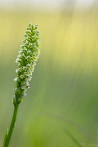 Běloprstka bělavá (Pseudorchis albida)