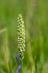 Běloprstka bělavá (Pseudorchis albida)
