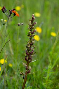 Vemeníček zelený (Coeloglossum viride)