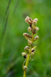 Vemeníček zelený (Coeloglossum viride)