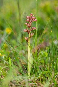 Vemeníček zelený (Coeloglossum viride)
