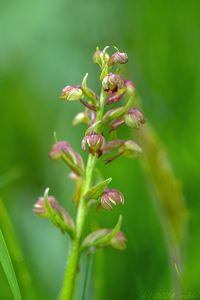 Vemeníček zelený (Coeloglossum viride)