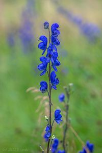 Oměj šalamounek (Aconitum plicatum)
