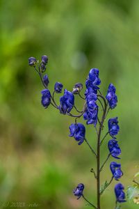 Oměj šalamounek (Aconitum plicatum)