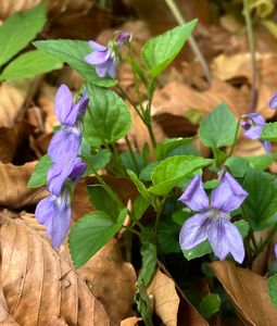 Violka lesní (Viola reichenbachiana)