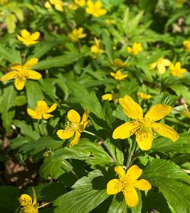 Sasanka pryskyřníkovitá (Anemone ranunculoides)