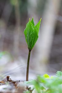 Vraní oko čtyřlisté (Paris quadrifolia L.)