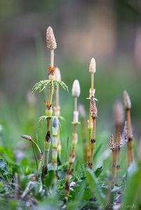 Přeslička lesní (Equisetum sylvaticum L.)