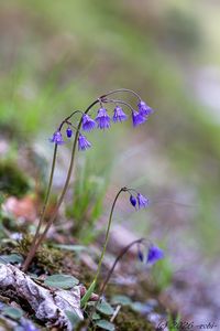 Dřípatka horská (Soldanella montana)
