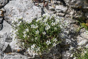 Písečnice velkokvětá (Arenaria grandiflora)