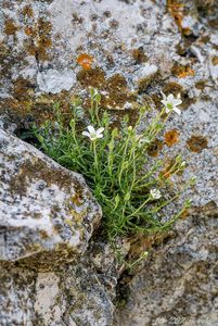 Písečnice velkokvětá (Arenaria grandiflora)
