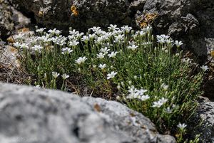 Písečnice velkokvětá (Arenaria grandiflora)