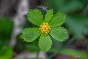Hvězdnatec zubatý (Hacquetia epipactis)