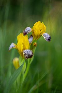 Kosatec různobarvý (Iris variegata)