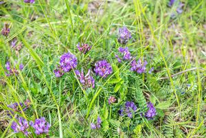 Kozinec dánský (Astragalus danicus Retz.)