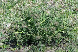 Katrán tatarský (Crambe tatarica)