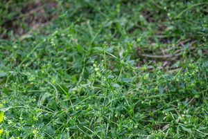 Ostrolist poléhavý (Asperugo procumbens)