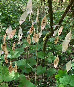 Měsíčnice vytrvalá (Lunaria rediviva L.)