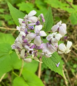 Měsíčnice vytrvalá (Lunaria rediviva L.)