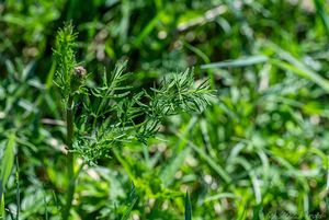 Žluťucha lesklá (Thalictrum lucidum L.)