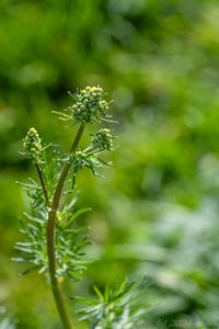 Žluťucha lesklá (Thalictrum lucidum L.)