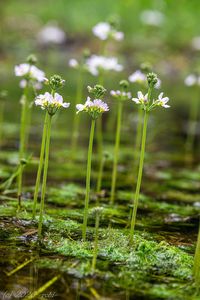 Žebratka bahenní (Hottonia palustris)
