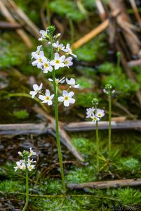 Žebratka bahenní (Hottonia palustris)