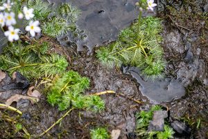 Žebratka bahenní (Hottonia palustris)