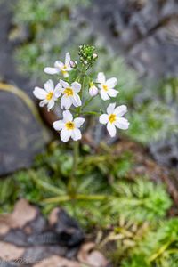 Žebratka bahenní (Hottonia palustris)