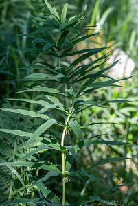 Kokořík přeslenitý (Polygonatum verticillatum (L.) All.)