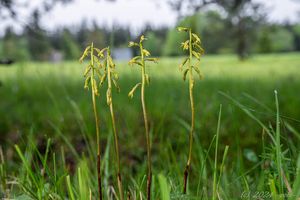 Korálice trojklanná (Corallorhiza trifida)