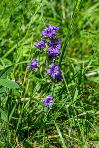 Zvonek klubkatý (Campanula glomerata L.)