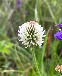 Jetel horský (Trifolium montanum)